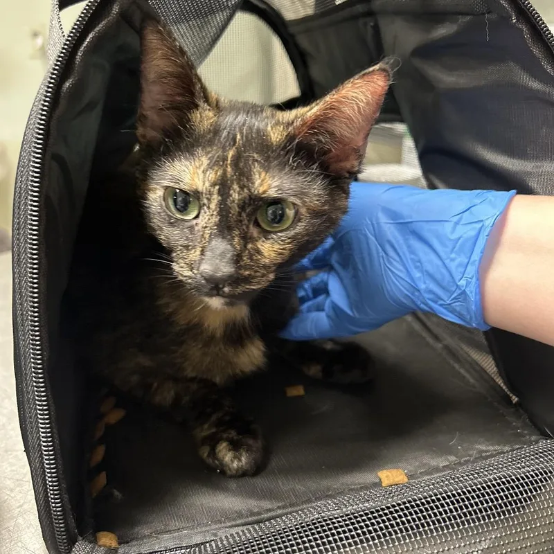 An adult medium-sized female Tortoiseshell Domestic Short Hair cat named Mama Daisy for adoption in Mount Juliet, TN