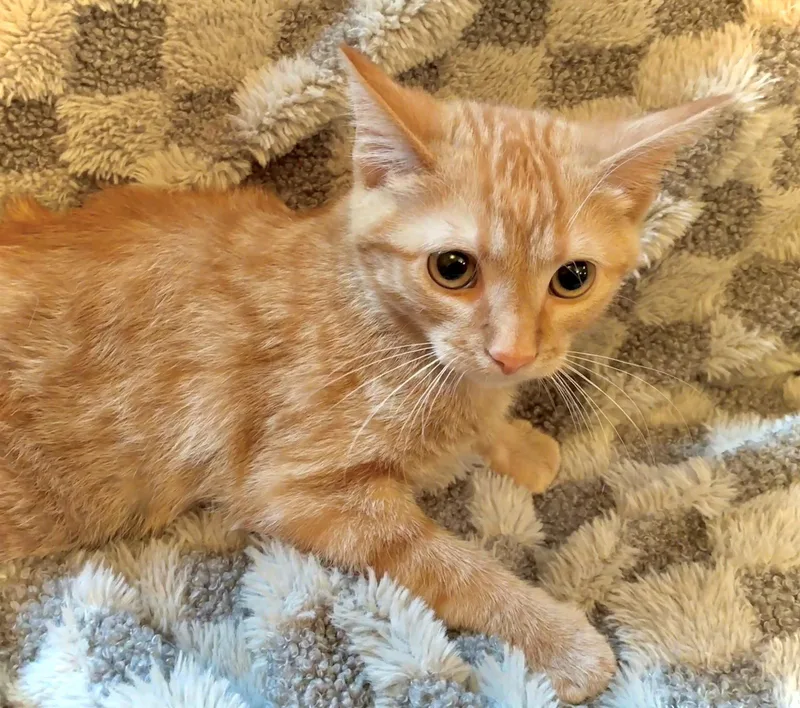 A baby small-sized male Orange / Red Domestic Short Hair cat named Froot Loops for adoption in Forest Lake, MN
