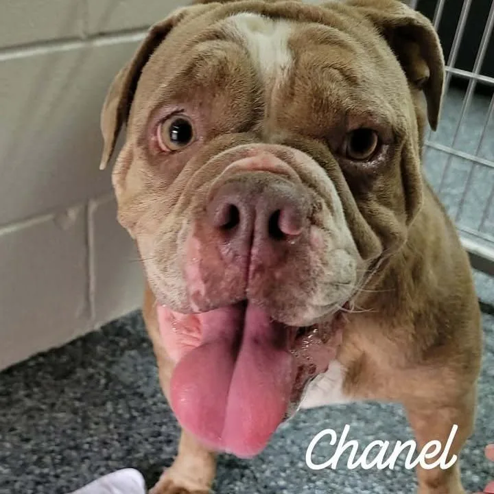 An adult small-sized female Yellow / Tan / Blond / Fawn English Bulldog dog named Chanel for adoption in Buchanan Dam, TX
