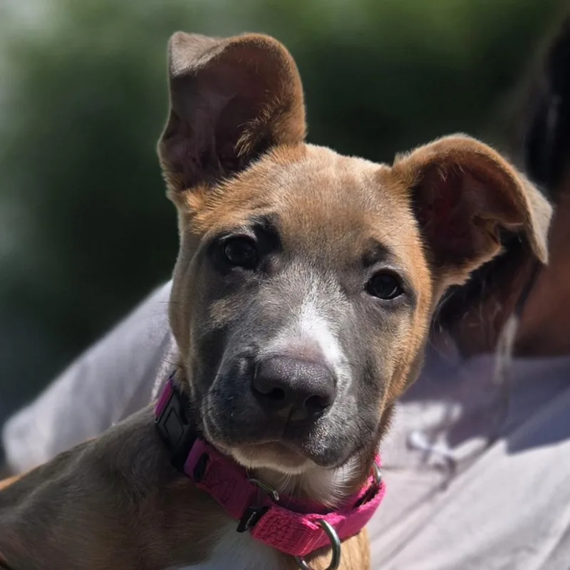 A baby medium-sized female Yellow / Tan / Blond / Fawn Mixed Breed dog named Thora for adoption in Sonoma, CA