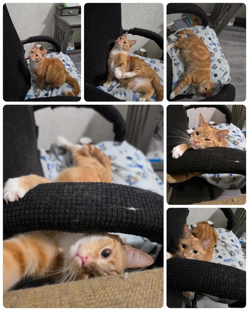 A young medium-sized male Tabby (Orange / Red) Domestic Short Hair cat named Juice for adoption in Hickory, NC