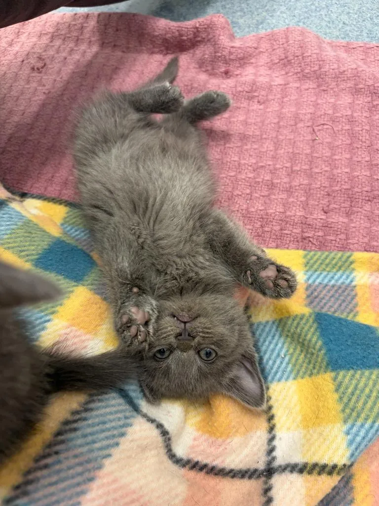 A baby medium-sized male Domestic Short Hair cat named Alaric Saltzman for adoption in Portland, IN