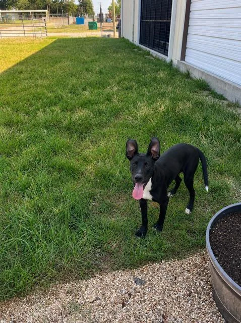 An adult medium-sized female Mixed Breed dog named Boo for adoption in New Roads, LA