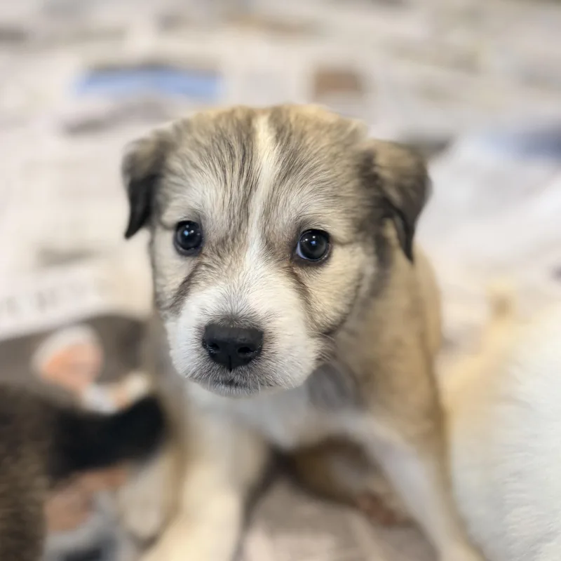 A baby medium-sized female Yellow / Tan / Blond / Fawn Mixed Breed dog named Wada for adoption in Columbia, MD