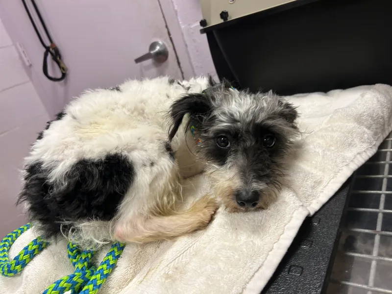 A young small-sized male White / Cream Miniature Schnauzer dog named Freddie for adoption in Oak Ridge, NJ