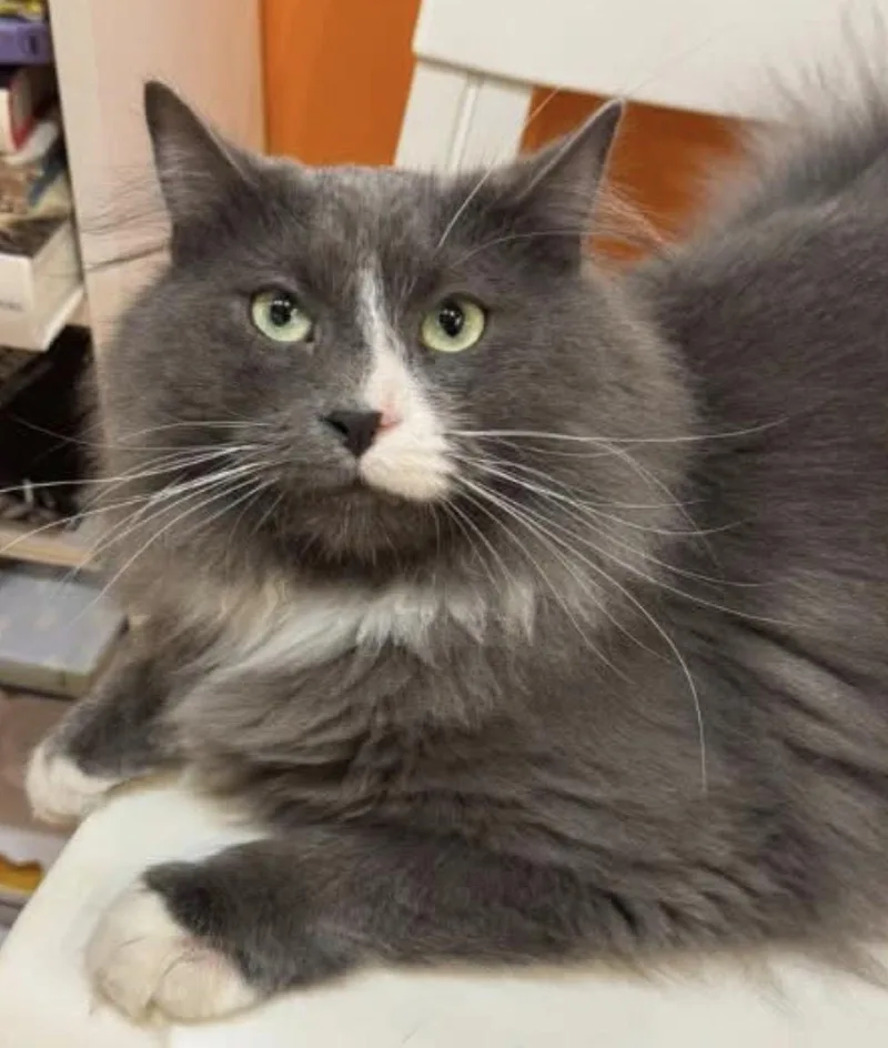 A young large-sized male Gray & White Domestic Long Hair cat named Boone for adoption in North Haven, CT