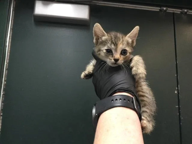 A baby small-sized female Domestic Short Hair cat named Lucy for adoption in Thousand Palms, CA