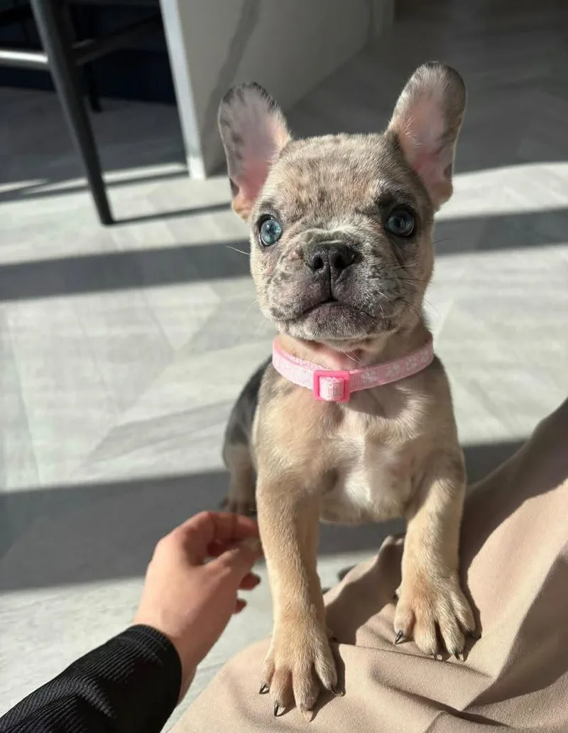 A young medium-sized male French Bulldog dog named Sonny for adoption in Houston, TX