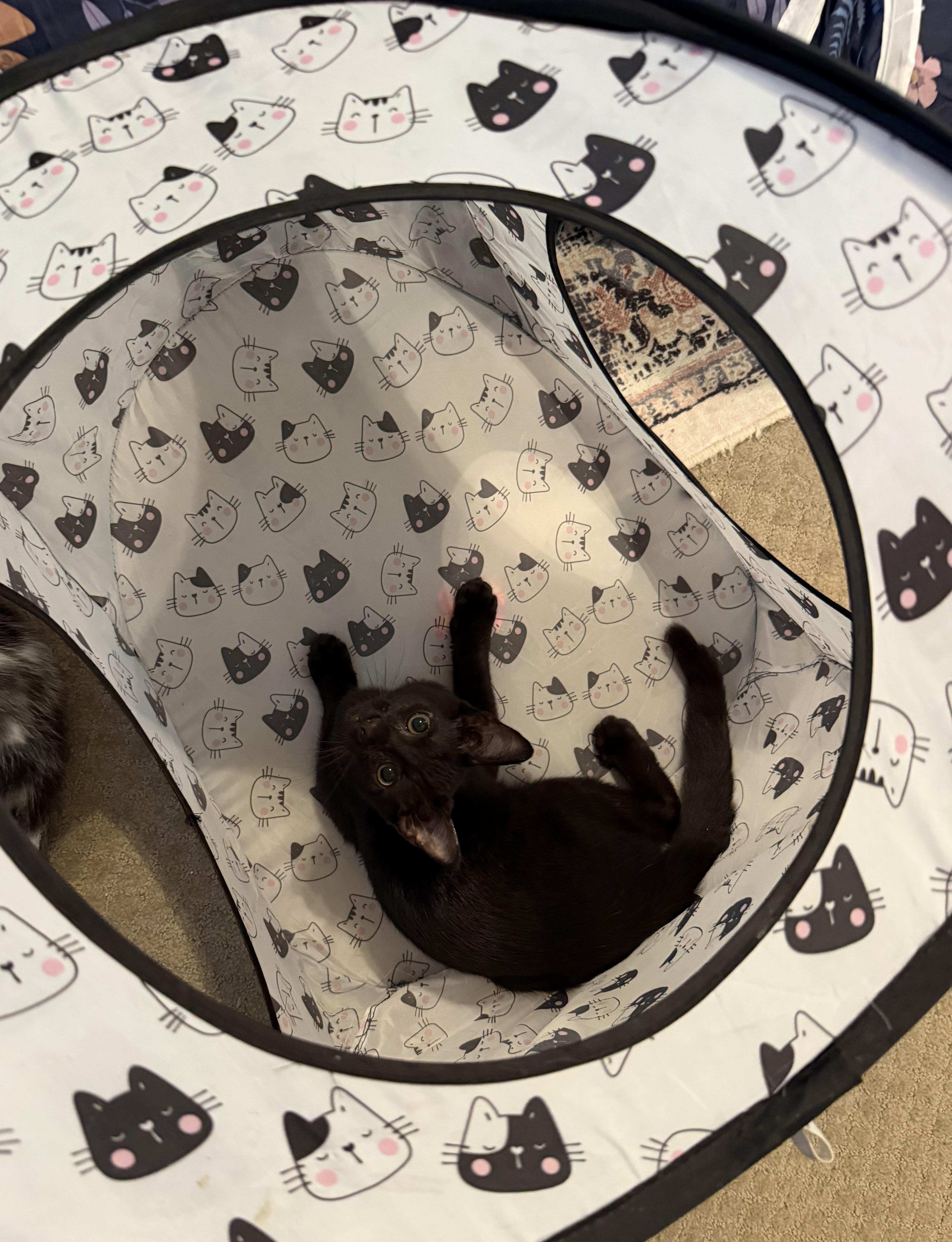 A young medium-sized male Domestic Short Hair cat named Vadar for adoption in Murfreesboro, TN