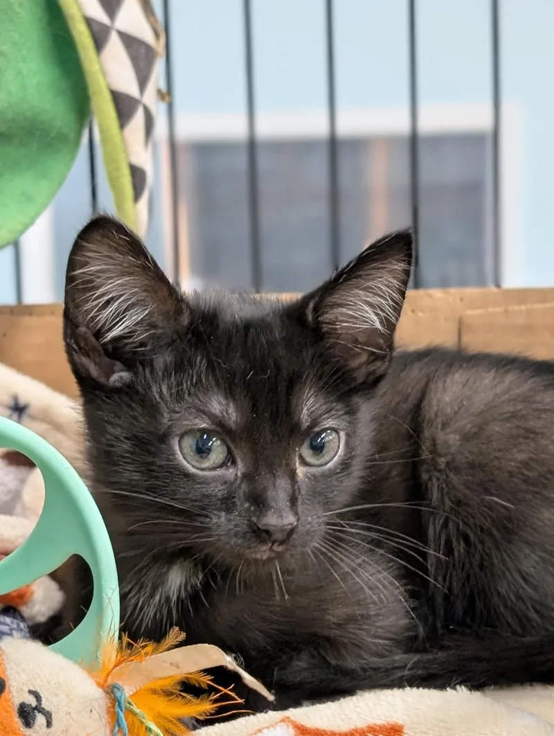 A baby medium-sized female Black Domestic Short Hair cat named Janey for adoption in Tilton, IL