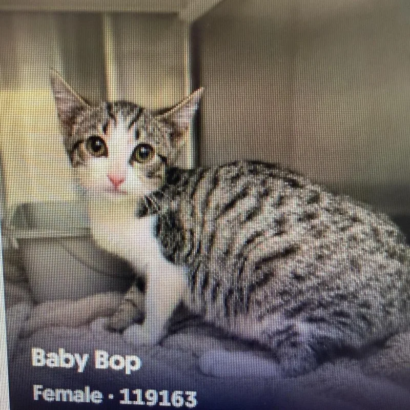 A baby small-sized female White Domestic Short Hair cat named Baby Bop for adoption in Gonzales, LA