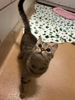 An adult medium-sized female Tabby (Buff / Tan / Fawn) Domestic Short Hair cat named Willow for adoption in Murphy, TX