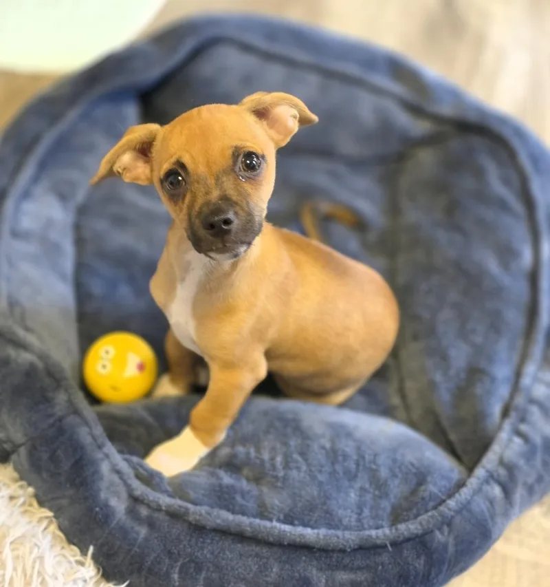 A baby small-sized male Brown / Chocolate Chihuahua dog named Slinky for adoption in Lincoln, NE