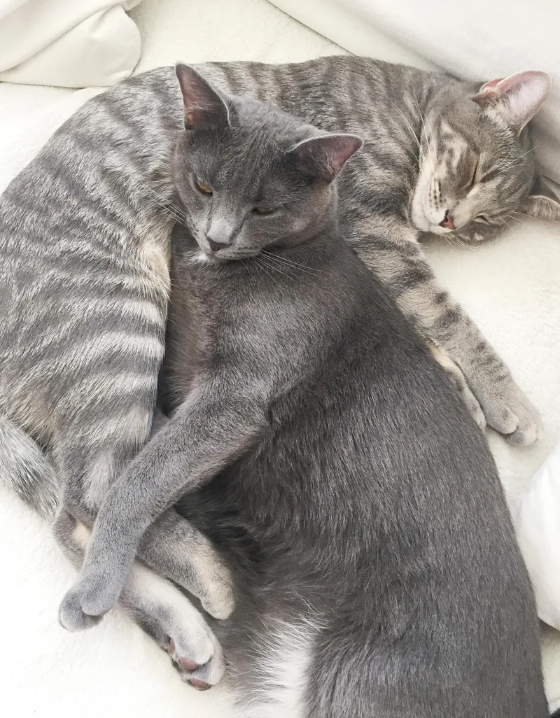 A senior medium-sized female Gray / Blue / Silver Russian Blue cat named Blue Doesn't Get Any for adoption in Bedford Hills, NY