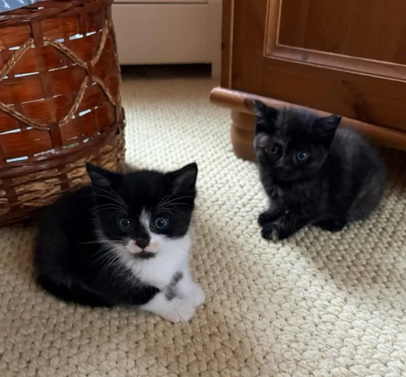 A baby medium-sized male Domestic Short Hair cat named Mo and Judy for adoption in Johnston, RI