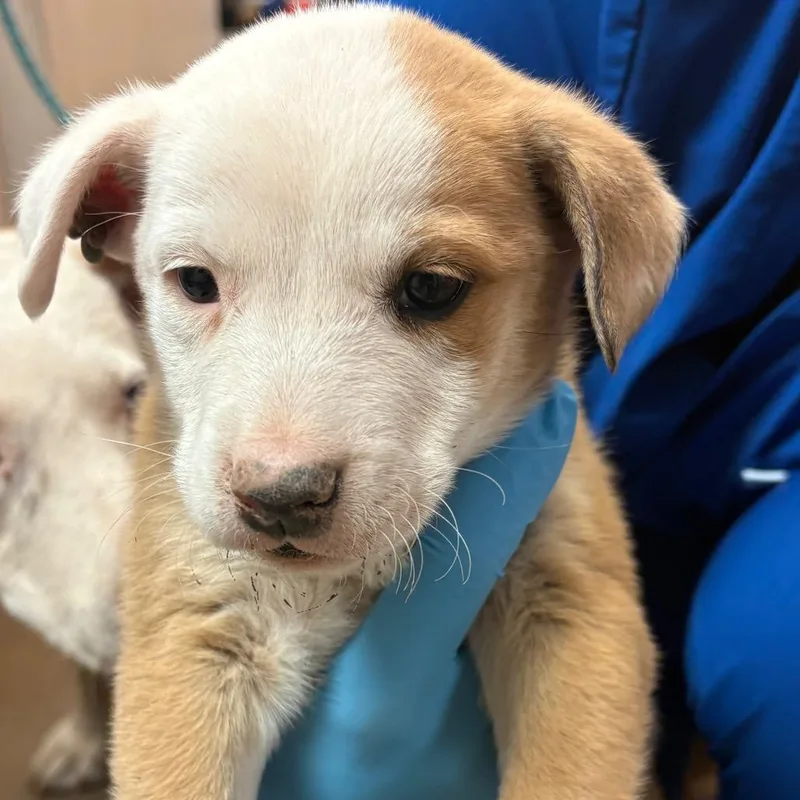 A baby small-sized male White / Cream Cattle Dog dog named Lil Romeo for adoption in Flagstaff, AZ