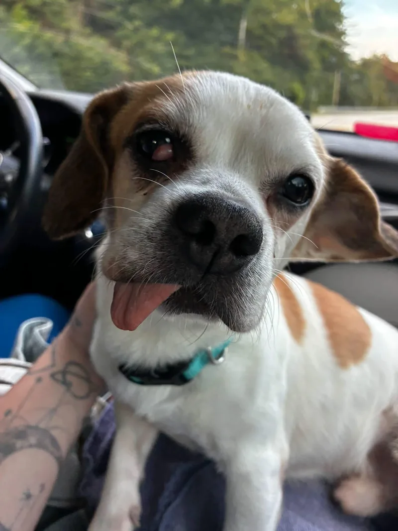 An adult small-sized male White / Cream Chug dog named Bob for adoption in Akron, OH