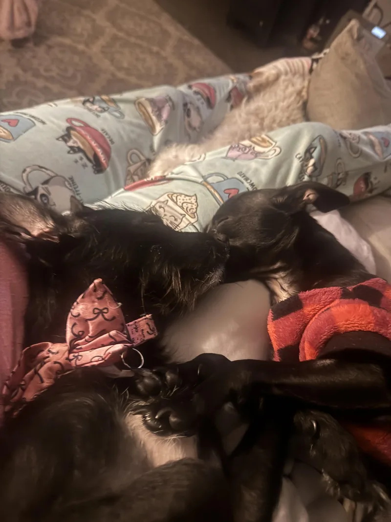 Petra  Polywalk thumbnail 2