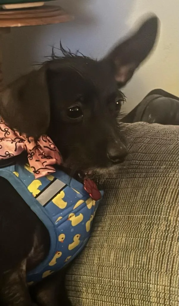 Petra  Polywalk thumbnail 4