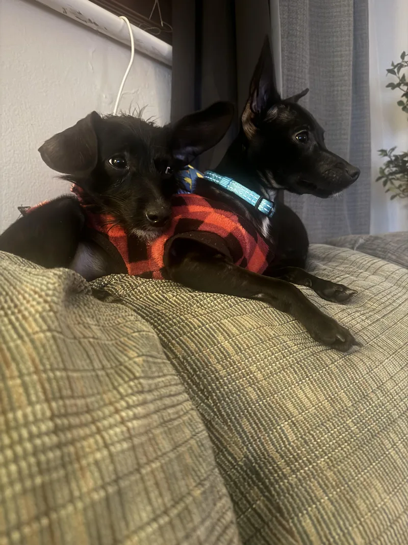 Petra  Polywalk thumbnail 5