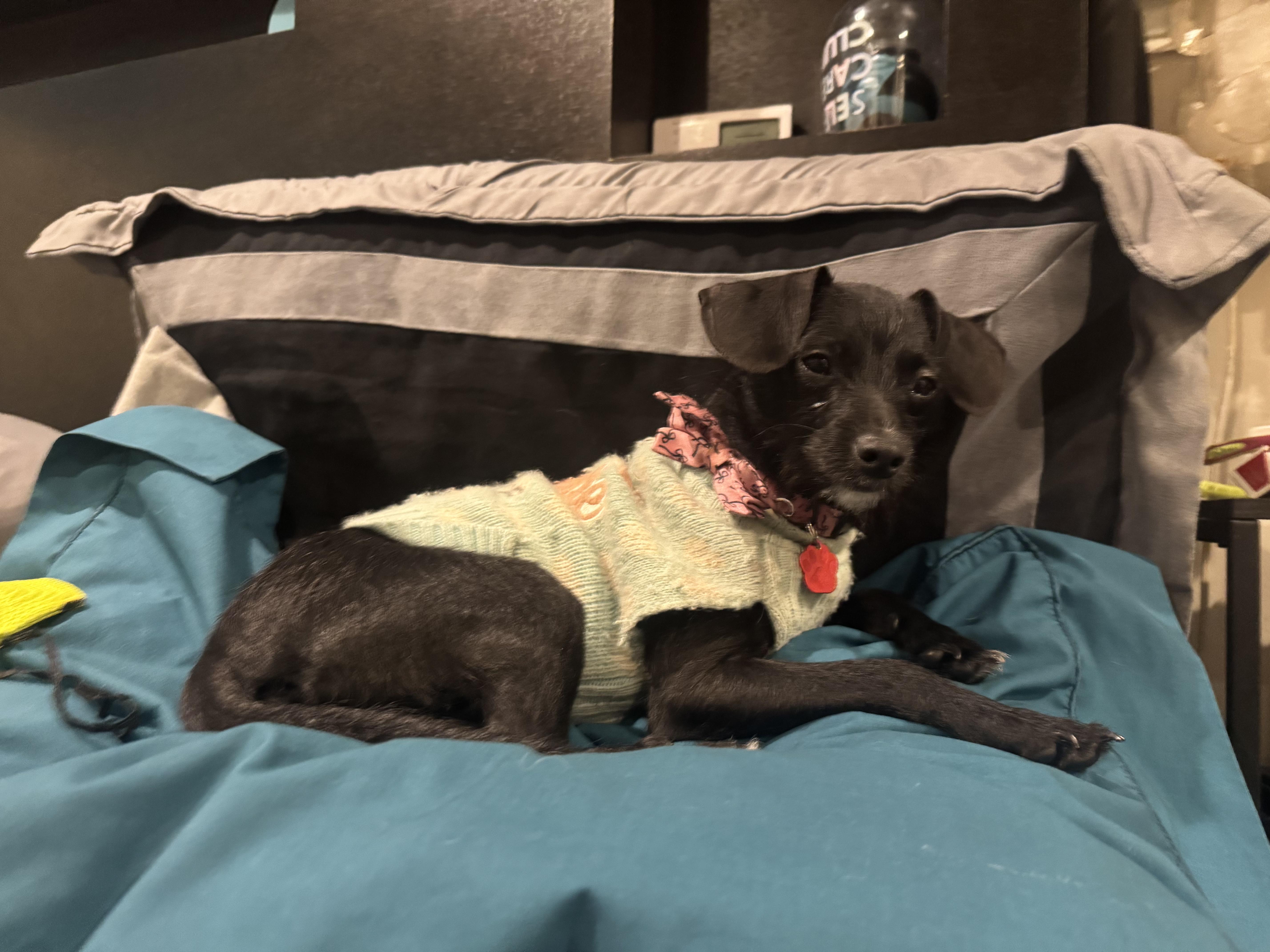 Petra  Polywalk thumbnail 6