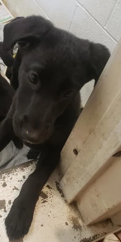 A baby medium-sized female Labrador Retriever dog named Brady Bunch Litterjan for adoption in Tappahannock, VA