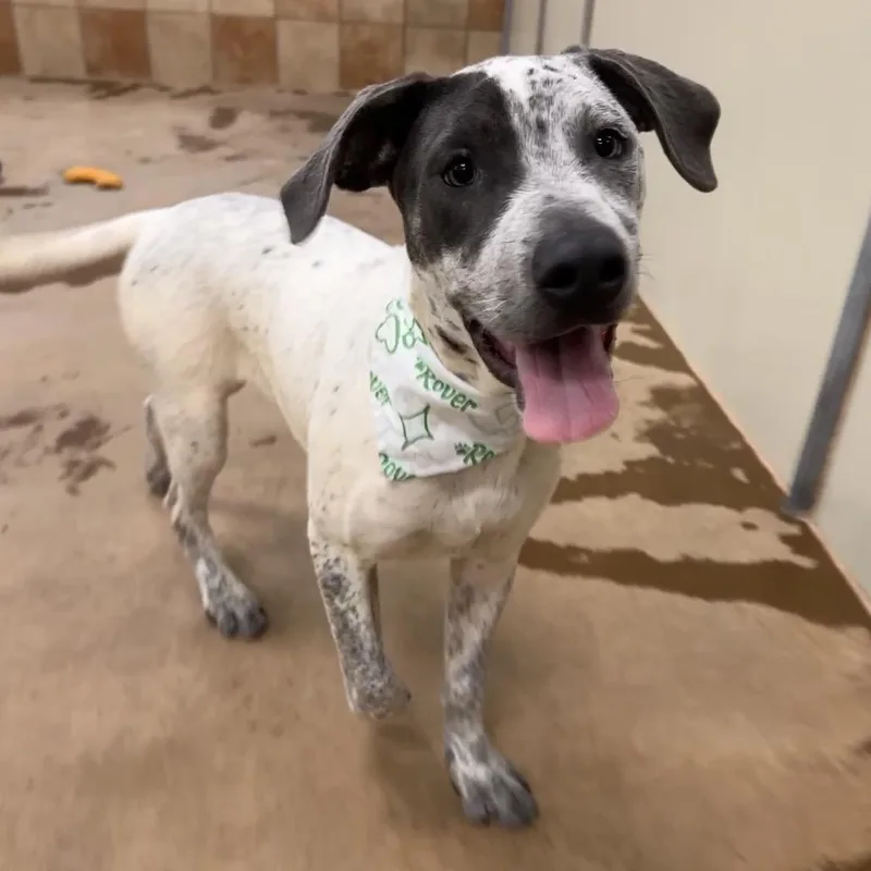 A baby medium-sized male Gray / Blue / Silver Mixed Breed dog named Mater for adoption in Spokane, WA