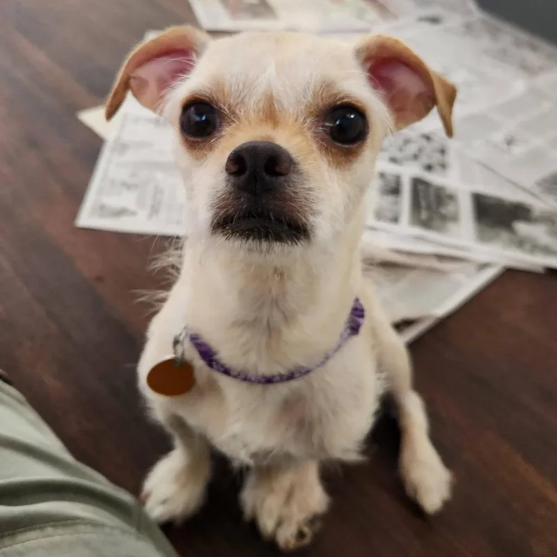 An adult small-sized female Terrier dog named Cookie for adoption in Prescott, AZ