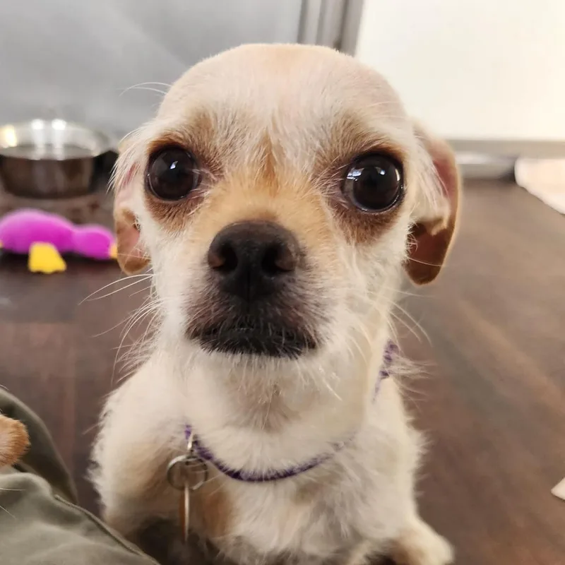 Cookie thumbnail 2