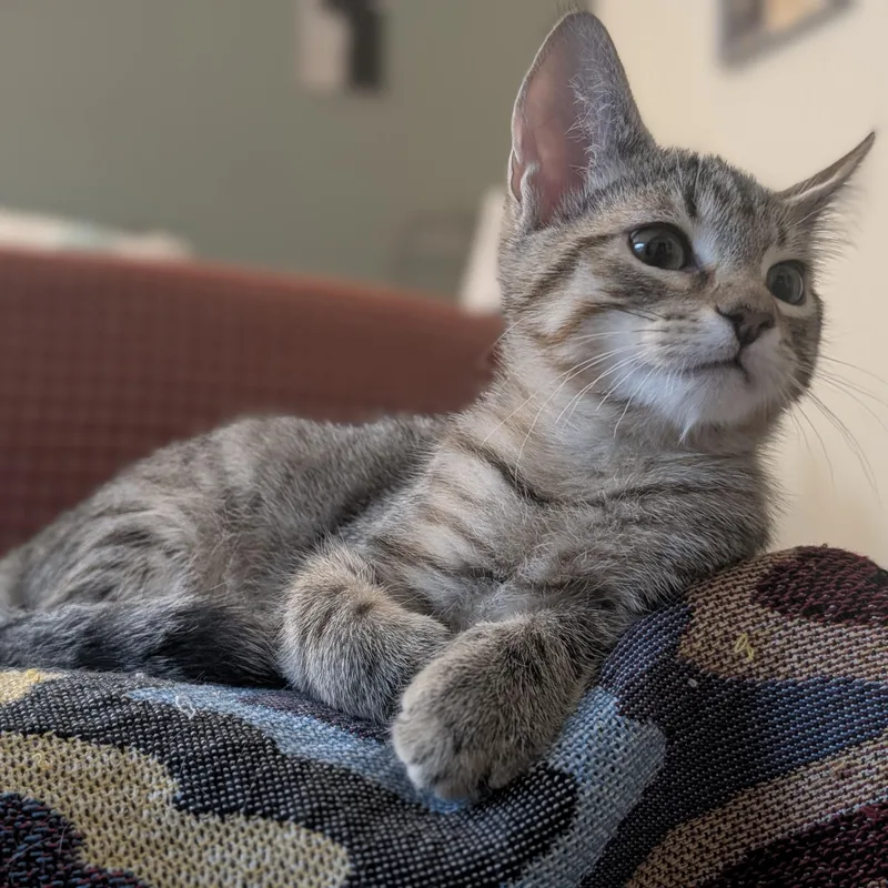 A baby medium-sized male Tabby (Brown / Chocolate) Domestic Short Hair cat named Milow for adoption in Renton , WA