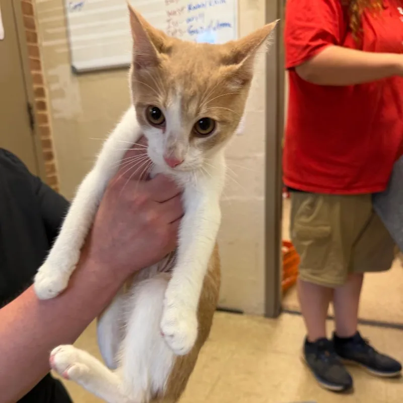 A baby small-sized male Orange / Red Domestic Short Hair cat named Maverick for adoption in Birmingham, AL