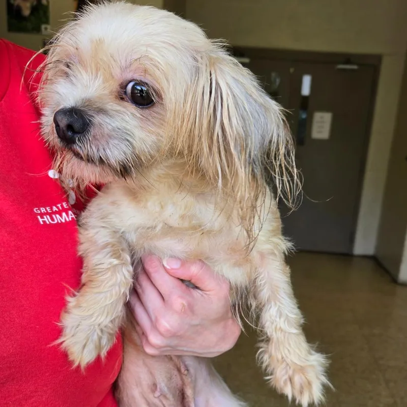 An adult small-sized female White / Cream Shih Tzu dog named Sassy for adoption in Birmingham, AL