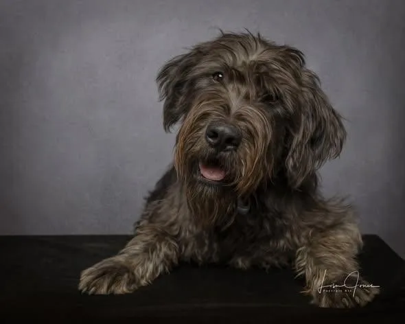 A young medium-sized male Schnoodle dog named Hank for adoption in Cullman, AL