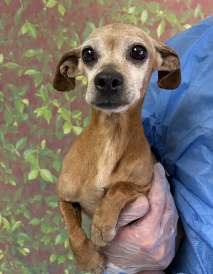 A senior small-sized female Chihuahua dog named Pecan for adoption in San Antonio, TX