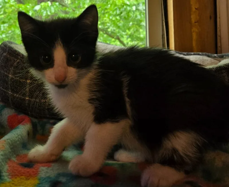 A baby medium-sized female Domestic Medium Hair cat named Mrs. Puff for adoption in Brainardsville, NY
