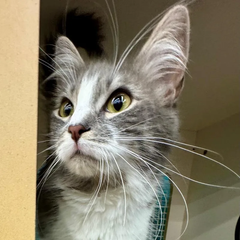 A young medium-sized female White Domestic Medium Hair cat named Little Bit for adoption in Ashland, VA