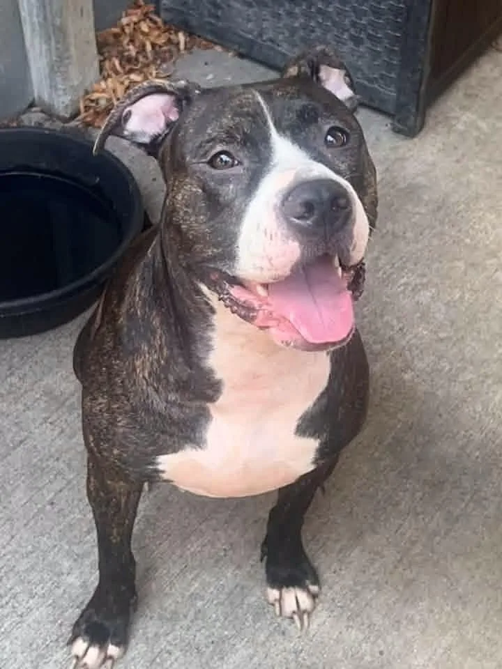 An adult medium-sized female Brindle Pit Bull Terrier dog named Reese for adoption in Chicago, IL