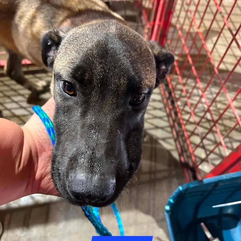 A young medium-sized male Brown / Chocolate Belgian Shepherd / Malinois dog named Ruger for adoption in Madill, OK