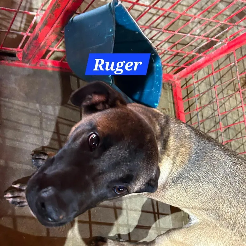 Ruger thumbnail 2