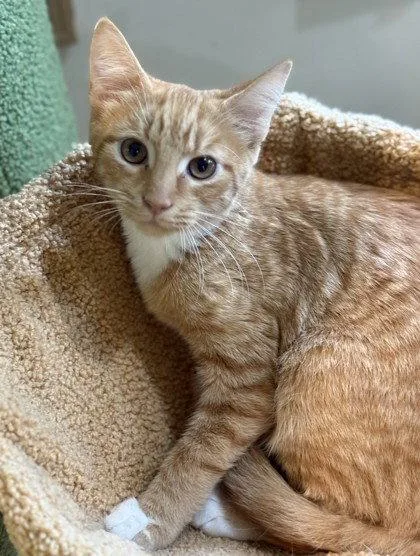 A young small-sized male Orange & White Domestic Short Hair cat named Zephyrus for adoption in Midland, VA