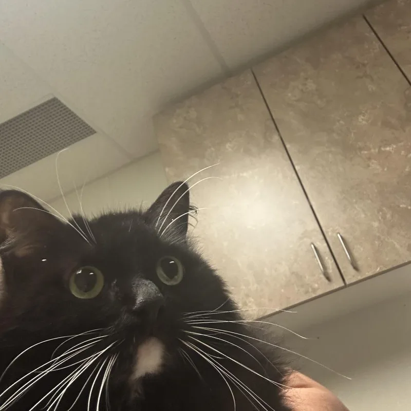 A senior medium-sized female Black Domestic Long Hair cat named Matilda for adoption in Ottawa, KS