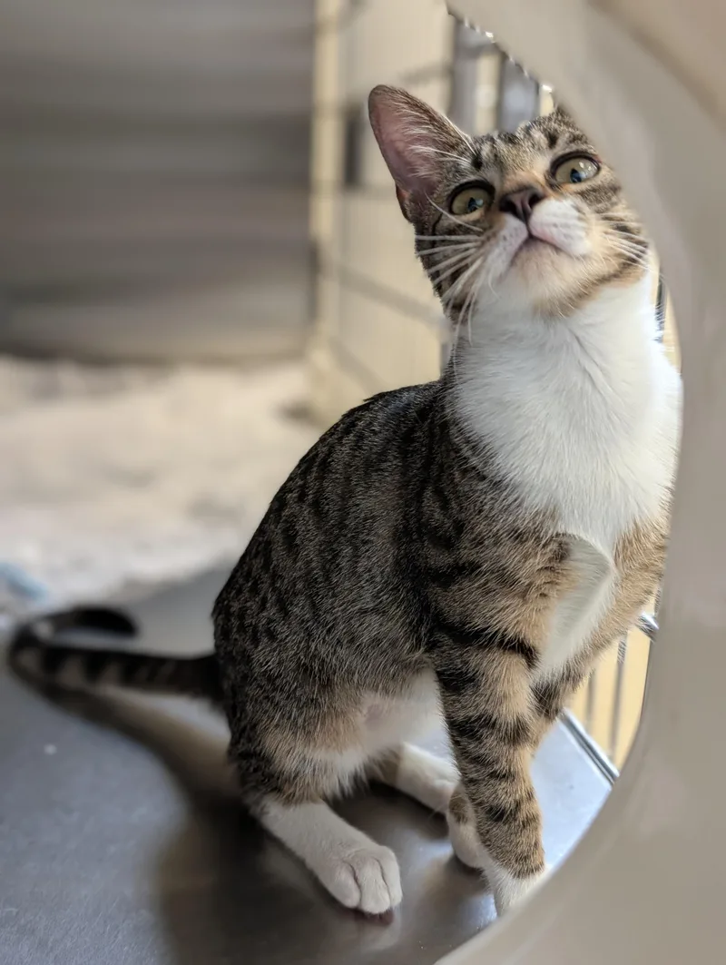 A baby medium-sized female Tabby (Brown / Chocolate) Domestic Short Hair cat named Leola for adoption in Jefferson, WI