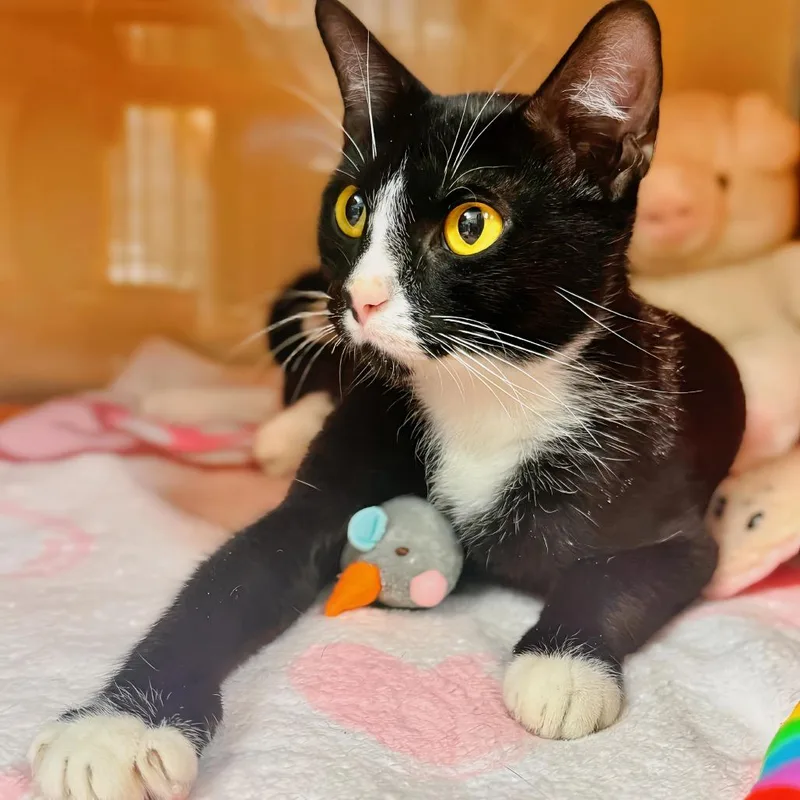 Shirley The Medium thumbnail 2