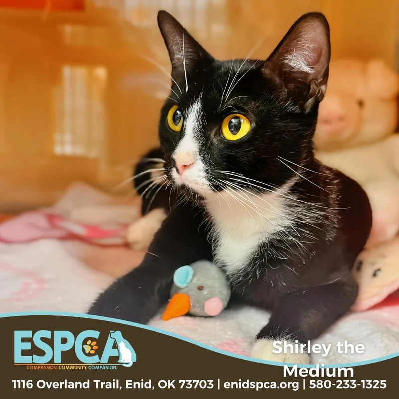 Shirley The Medium thumbnail 3