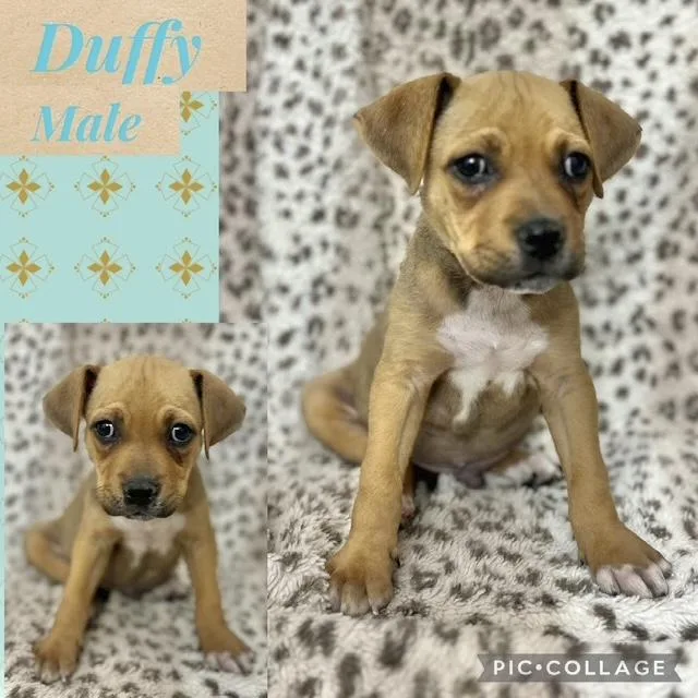 A baby medium-sized male Boxer dog named Duffy for adoption in Manchester, CT