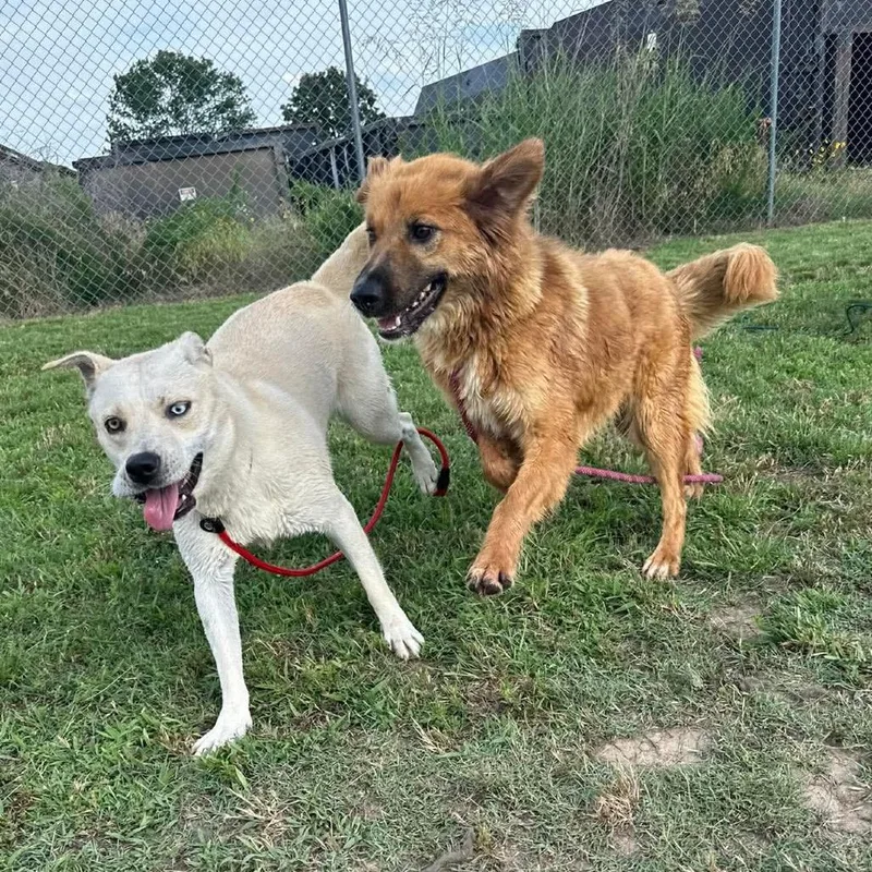A young medium-sized female Yellow / Tan / Blond / Fawn Mixed Breed dog named Rain for adoption in Buffalo, MN