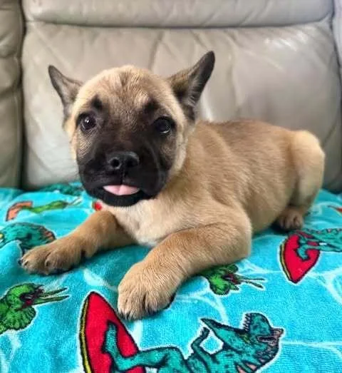 A baby small-sized male French Bulldog dog named Soren for adoption in Commerce City, CO