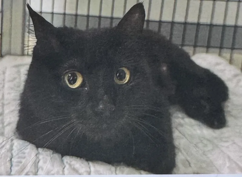 An adult medium-sized female Black Domestic Short Hair cat named Artemis for adoption in Fort Madison, IA