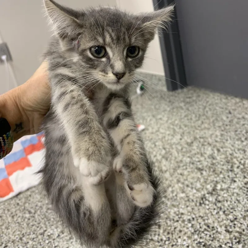 A baby small-sized female Gray / Blue / Silver Domestic Short Hair cat named Tree for adoption in Morganton, NC