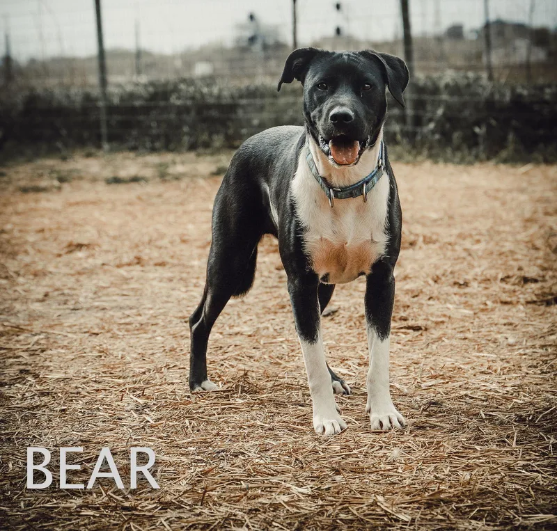 Bear thumbnail 3